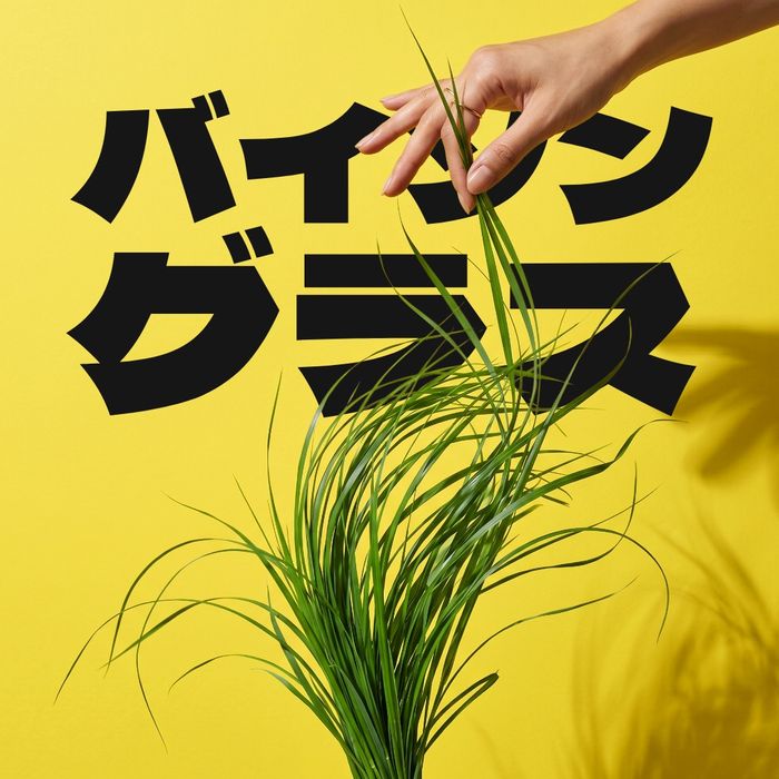 Herbe de Bison — MaGin botanique